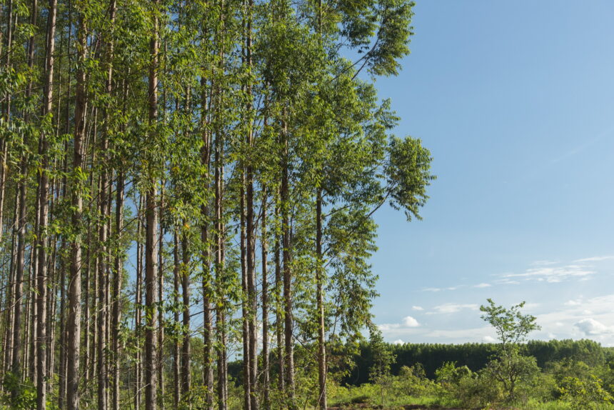 Arauco abre 110 vagas de emprego para operação florestal no Mato Grosso do Sul