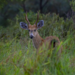 Empresa de celulose celebra presença de animais ameaçados de extinção em florestas de MS