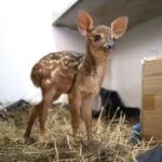 Filhote de veado resgatado durante incêndio florestal recebe cuidados no hospital veterinário do CRAS