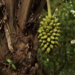 Frutos de acuri são colhidos em Campo Grande para serem enviados às araras azuis do Pantanal