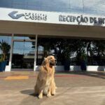 Hospital Cassems de Dourados recebe visita do cão Alfredinho famoso por dar carinho