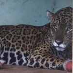 Onça-pintada resgatada desnutrida em incêndio no Passo do Lontra morre, em MS