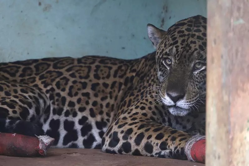 Onça-pintada resgatada desnutrida em incêndio no Passo do Lontra morre, em MS