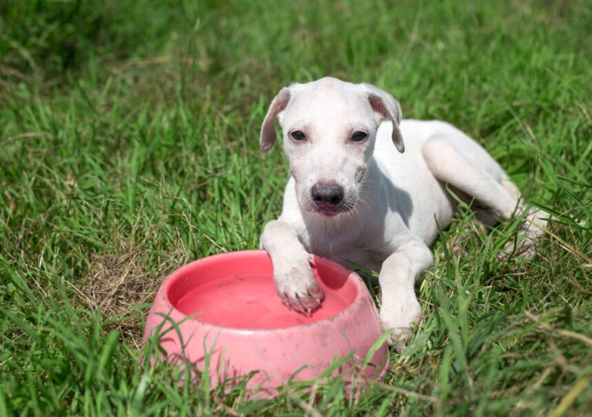 Prefeitura destaca cuidados para evitar superaquecimento em animais de estimação