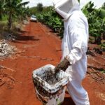 Produtora recebe R$ 200 mil por morte de abelhas contaminadas por pulverização agrícola, em Terenos