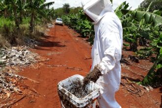 Produtora recebe R$ 200 mil por morte de abelhas contaminadas por pulverização agrícola, em Terenos