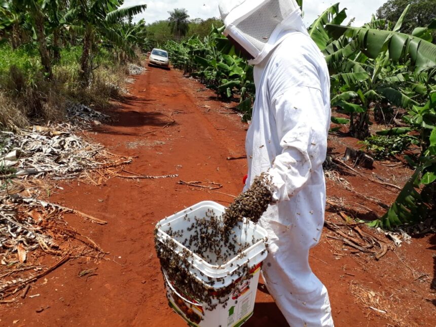 Produtora recebe R$ 200 mil por morte de abelhas contaminadas por pulverização agrícola, em Terenos